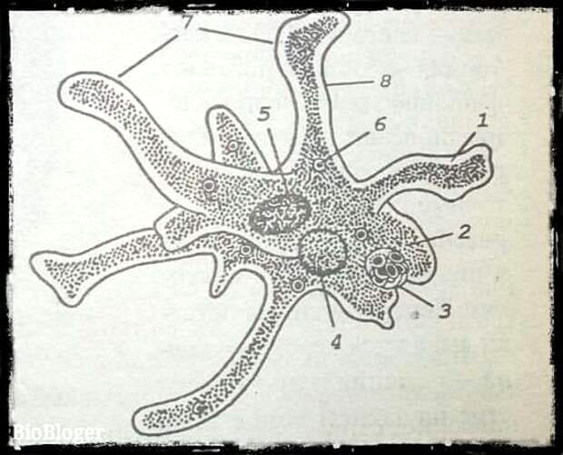 Схема строения амебы: 1-эктоплазма; 2-эндоплазма; 